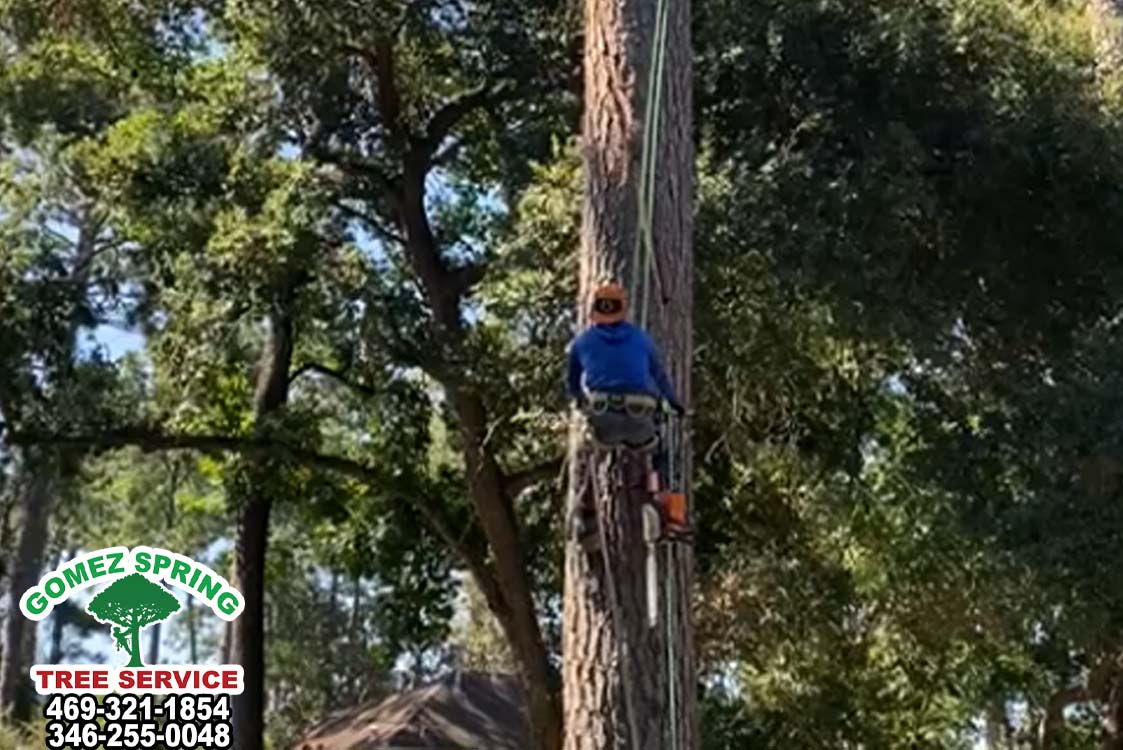 Trimming