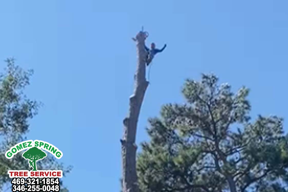 Tree Cutting